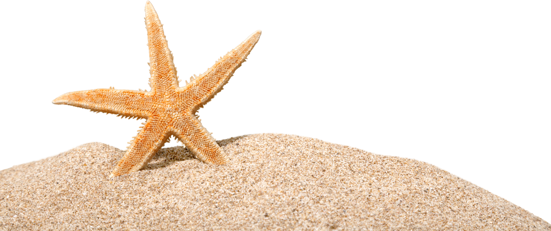 Starfish on Clean Sand